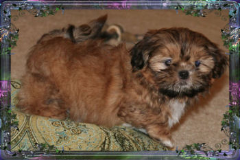 Harland tiny little male chinese imperial shih tzu puppy teacup